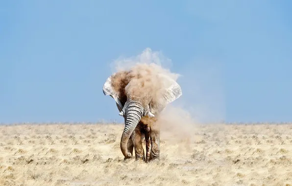 Sand, desert, elephant, dust