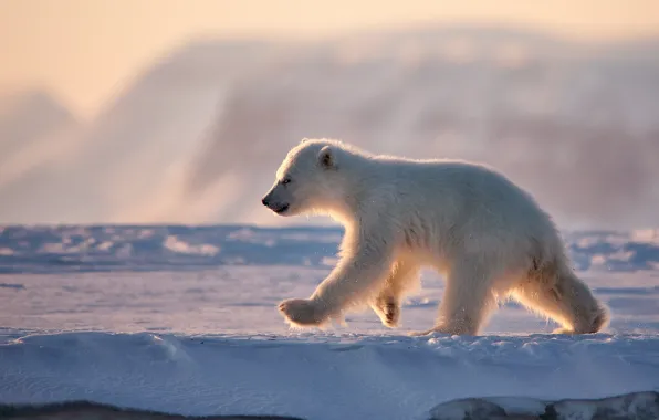 Winter, snow, nature, pose, bear, bear, polar bear, polar