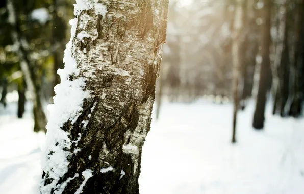 Picture winter, the sun, snow, Tree, birch, bark