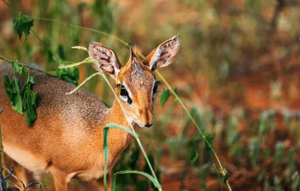 Forest, little, deer, curious, stand up straight