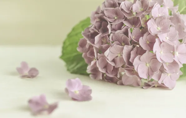 Picture flowers, branches, hydrangea
