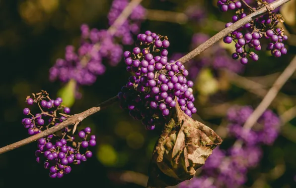 Nature, berries, the dark background, leaf, branch, dry, fruit, lilac