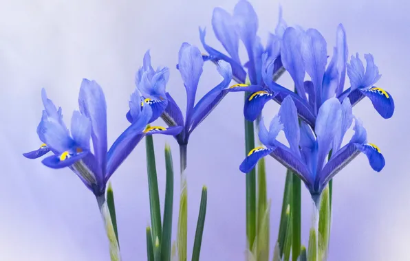 Picture background, petals, irises