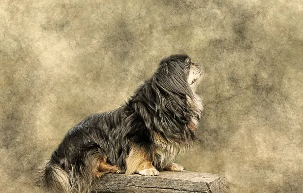 Portrait, dog, picture, watercolor, the Tibetan Spaniel
