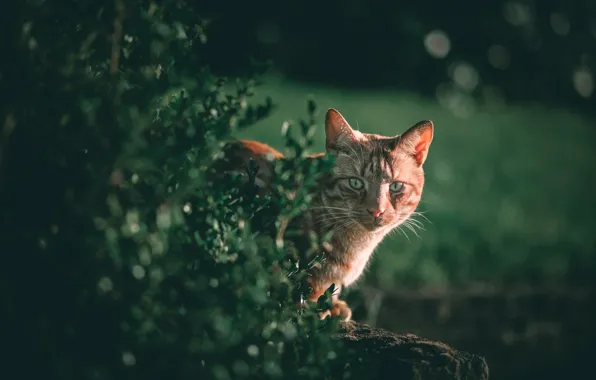 Greens, cat, cat, look, red, muzzle, the bushes, cat