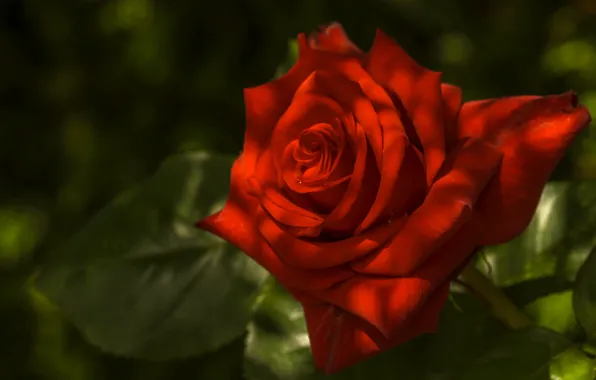 Picture macro, rose, petals, Bud, red rose