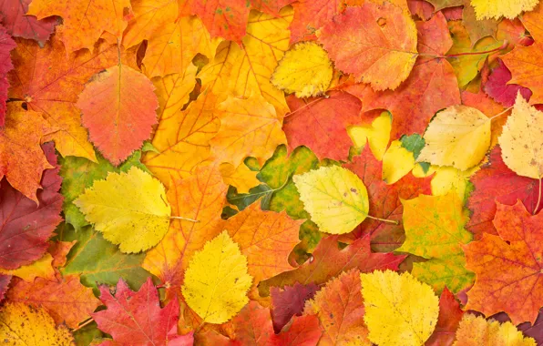 Picture background, autumn, leaves, autumn leaves