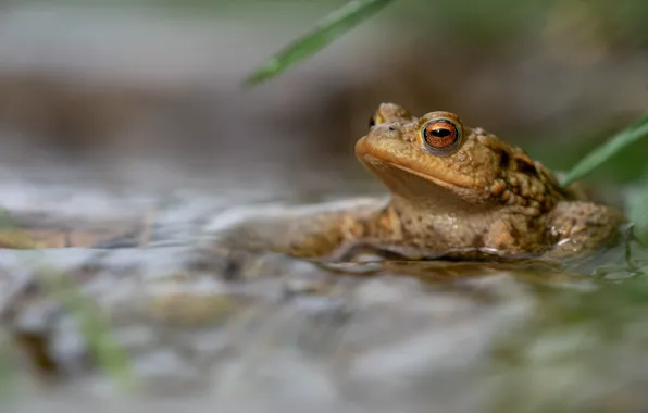 Look, water, frog, blur, toad, pond, bokeh