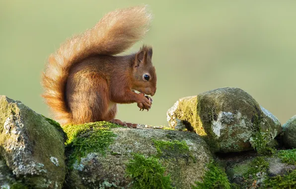Stones, moss, walnut, protein, rodent, Wallpaper from lolita777