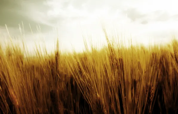 Picture wheat, field, the sky, nature, harvest, spikelets, ears, the harvest