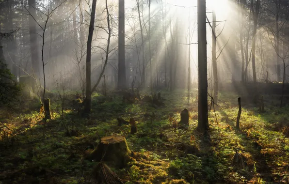 Greens, forest, the sun, rays, light, trees, branches, nature
