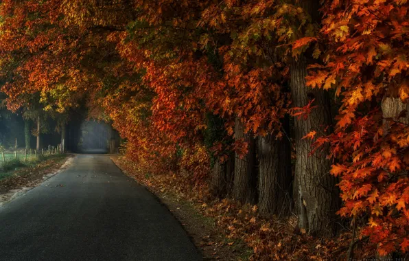 Road, autumn, trees, nature