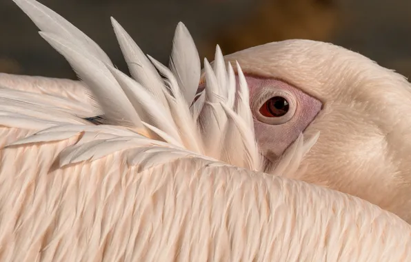 Look, bird, portrait, feathers, Flamingo, Peeps