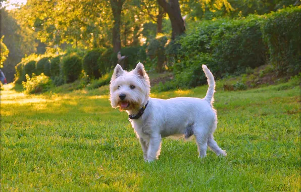 Picture Dog, Dog, The West highland white Terrier