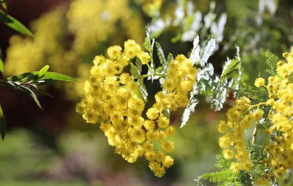 Light, flowers, branches, Bush, spring, yellow, flowering, bokeh