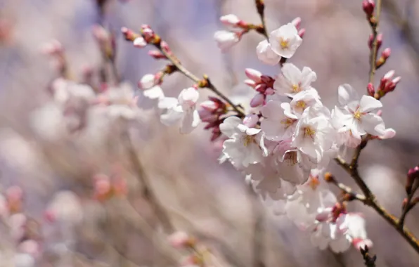 Flowers, branches, cherry, blur, spring, Sakura, white, buds
