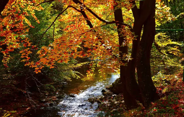Autumn, Forest, Fall, River, Autumn, River, Forest