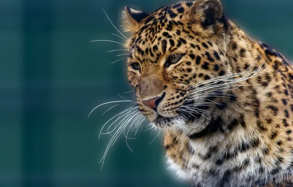 Mustache, face, portrait, leopard