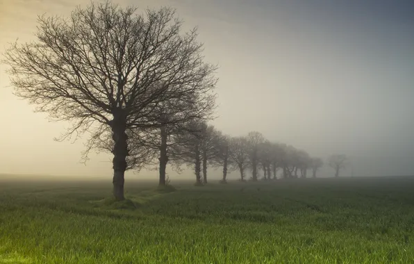 Picture field, trees, fog