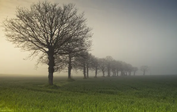 Field, trees, fog
