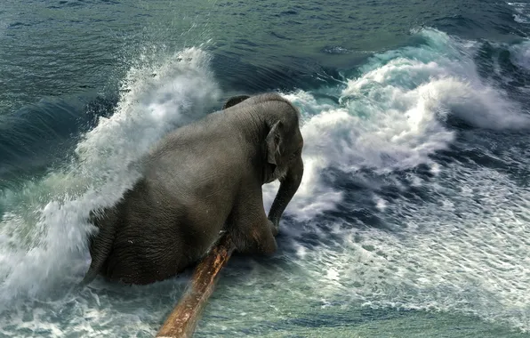 Picture sea, wave, elephant, log