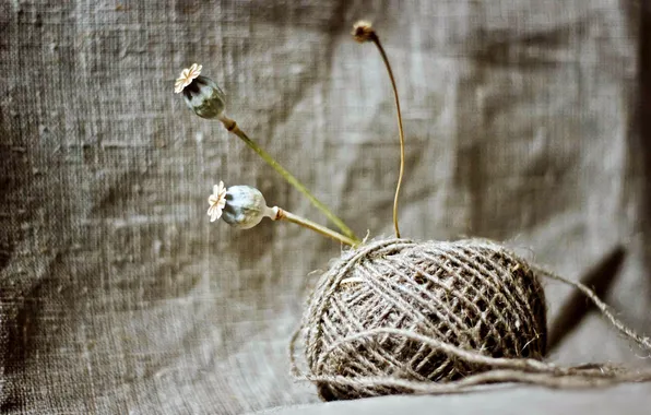 Picture TEXTURE, FLOWERS, ROPE, MAC, THREAD, A COIL