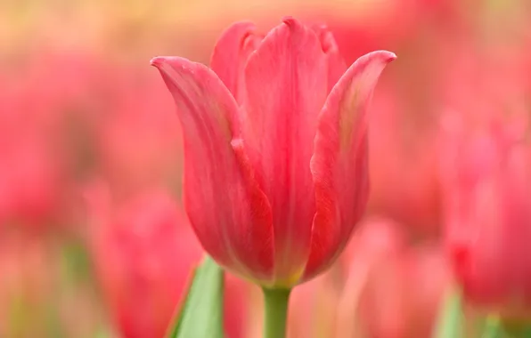Macro, paint, Tulip, spring, petals