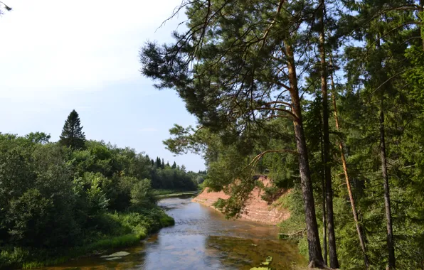 Summer, river, pine, Debesy