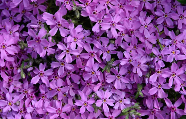 Purple, flowers, flowers, purple