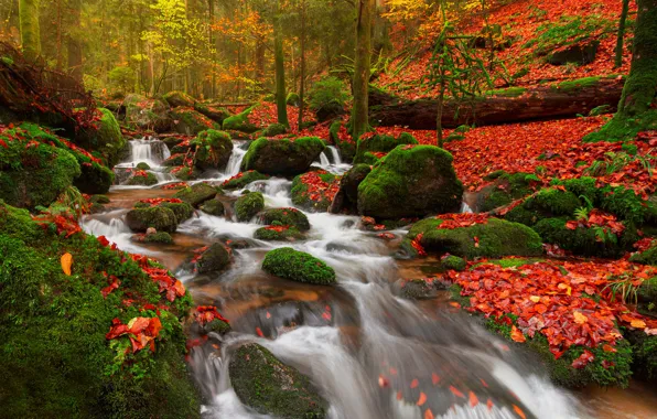 Autumn, forest, leaves, trees, stream, stones, moss, Germany