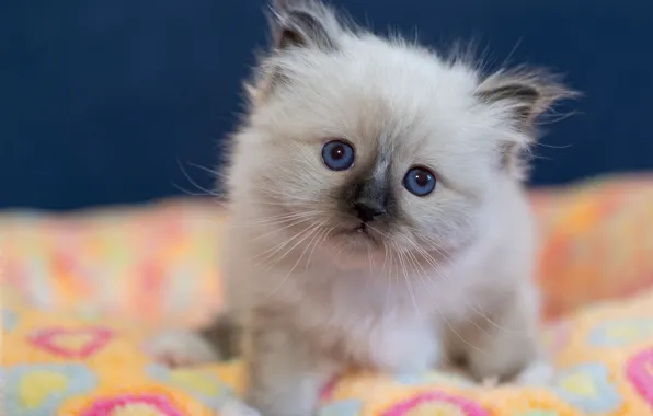 Cat, white, look, kitty, portrait, baby, cute, fabric