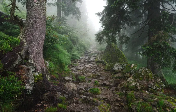 Picture road, forest, fog