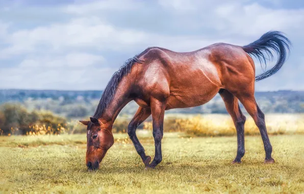 Field, the sky, grass, clouds, pose, horse, horse, treatment