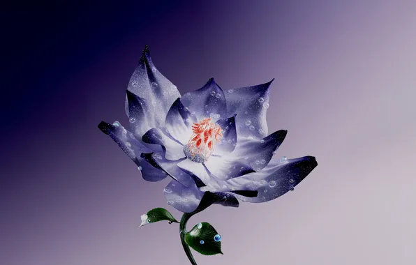 Flowers, Digital Art, Water Lily, Digital flower, Purple aesthetic, Lotus flower, Purple background, Purple Flower