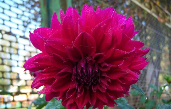 Flower, Dahlia, lush, Meduzanol ©, dark pink