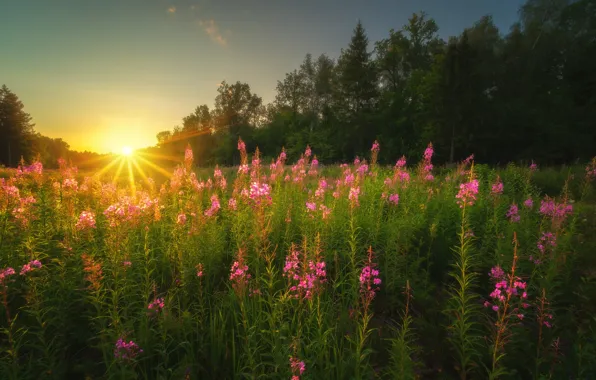 Summer, the sun, rays, trees, landscape, sunset, nature, the evening