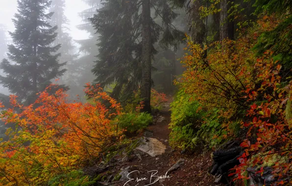 Picture autumn, forest, trees, nature, fog, path, shrubs