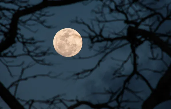 The sky, night, branches, nature, tree, the moon, the full moon