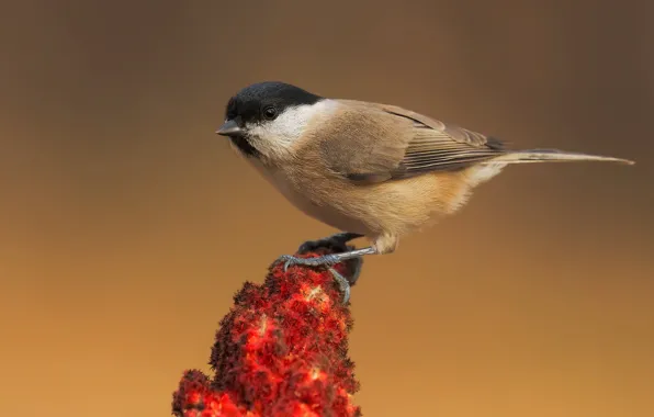 Picture background, bird, plant, tit