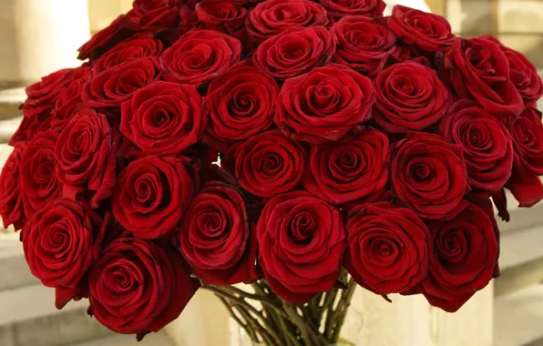 Flowers, red, roses, bouquet