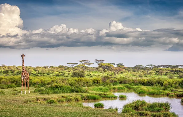 Clouds, lake, giraffe, Savannah, clouds, lake, giraffe, savannah