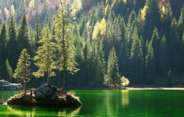 Picture forest, trees, rock, lake, island, slope