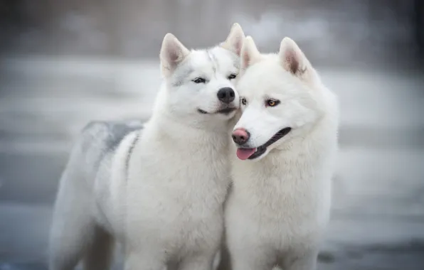 Picture winter, language, dogs, eyes, look, snow, smile, grey