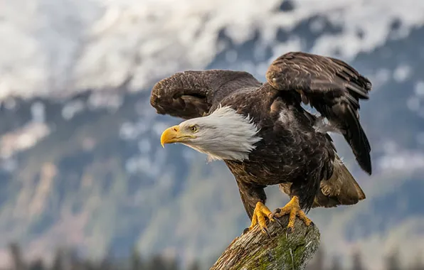 Picture Launch, Bald Eagle, white and brown eagle, eagle - Bird, wildlif.