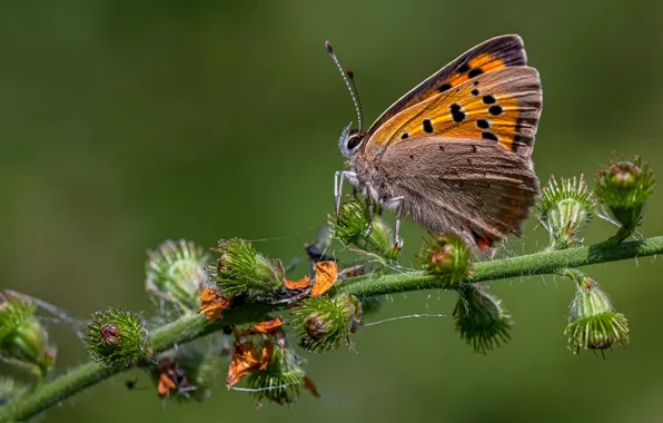 Picture butterfly, insect, an unpaired chervonets