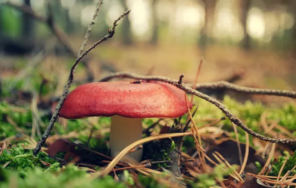 Autumn, forest, grass, macro, needles, sprig, mushrooms, spruce forest