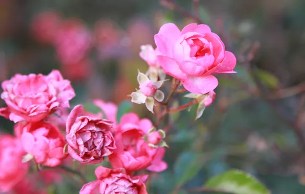 Picture flowers, Bush, roses, petals
