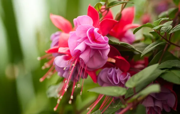 Leaves, flowers, pink, lilac, fuchsia