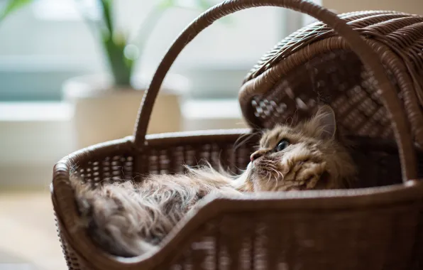 Picture cat, stay, basket, basket, Daisy, Ben Torode, Benjamin Torode