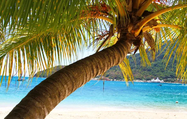 Picture sea, leaves, Palma, tree, mountain, trunk